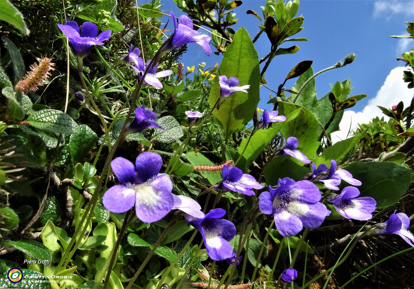 30 Fiori di pinguicula.JPG